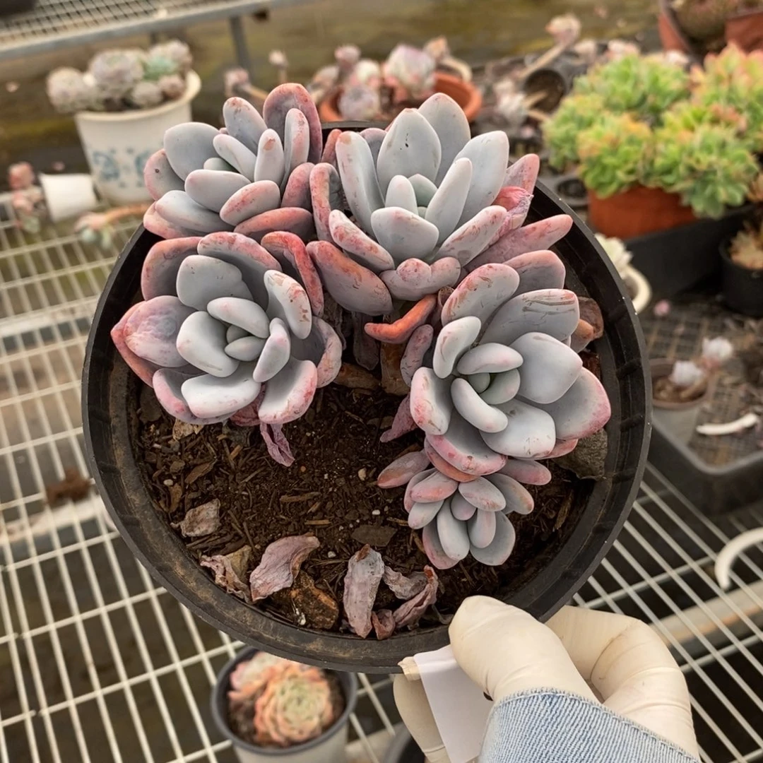 2191粉兔多头一物一拍