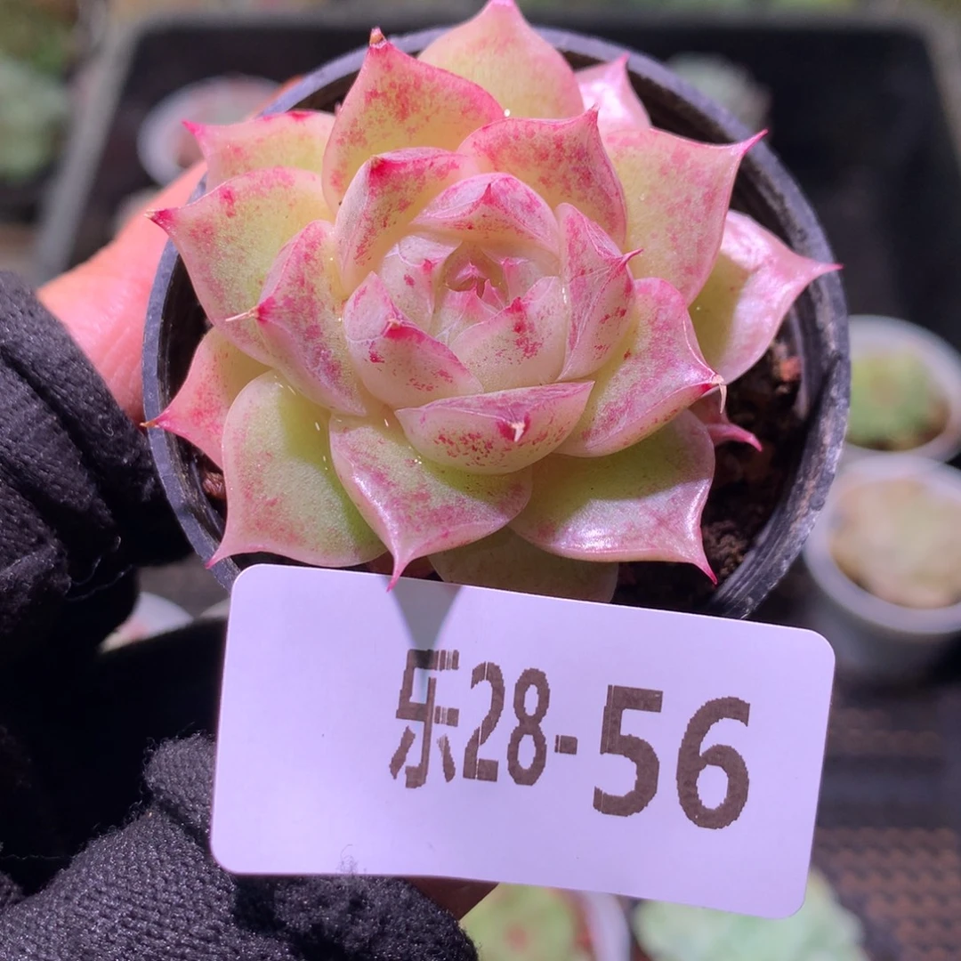 乐然28-56 麦秆单头