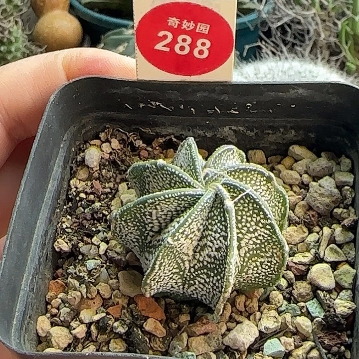 银沙大凤玉一颗36877