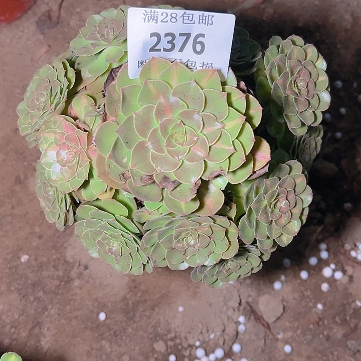 2376抹茶多肉植物保护
