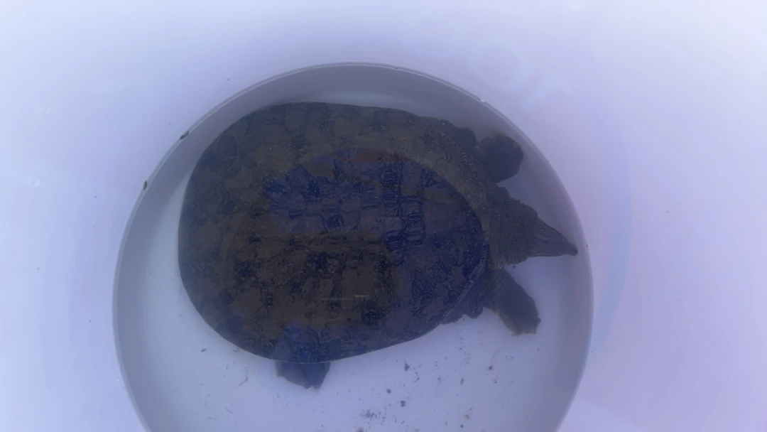 天然野生鱼改价链接