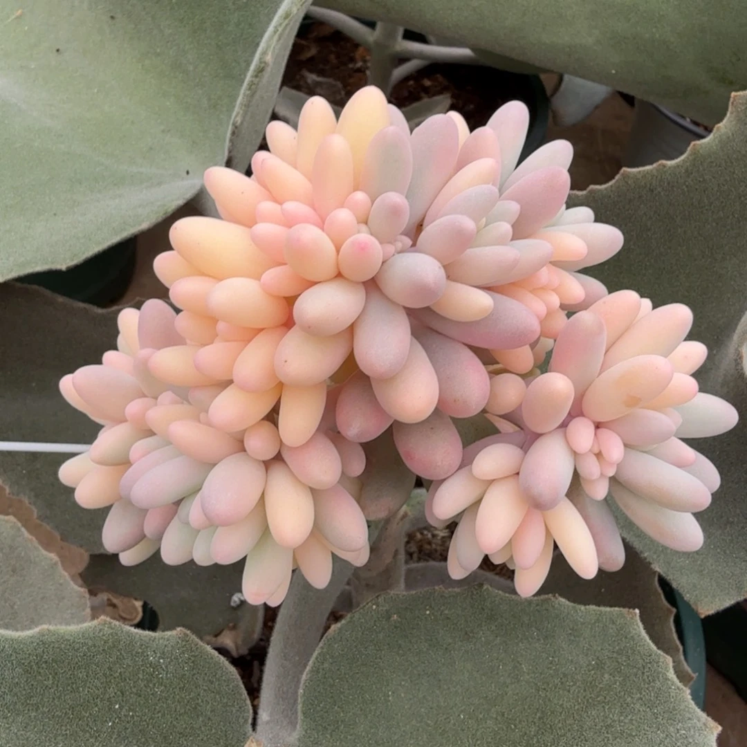 婴儿手指锦，锦上园艺一物一拍