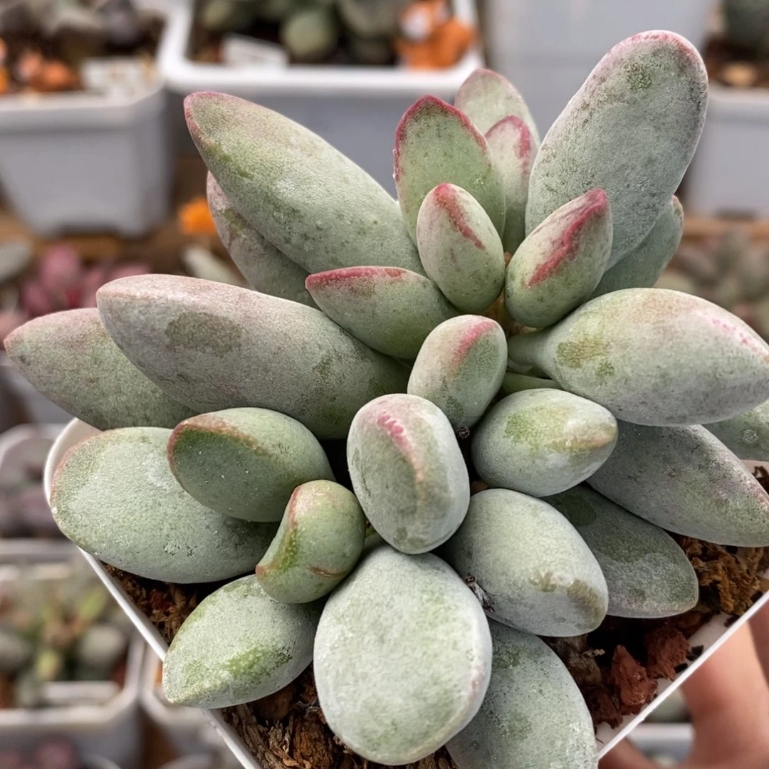 仙桃水泡多肉植物