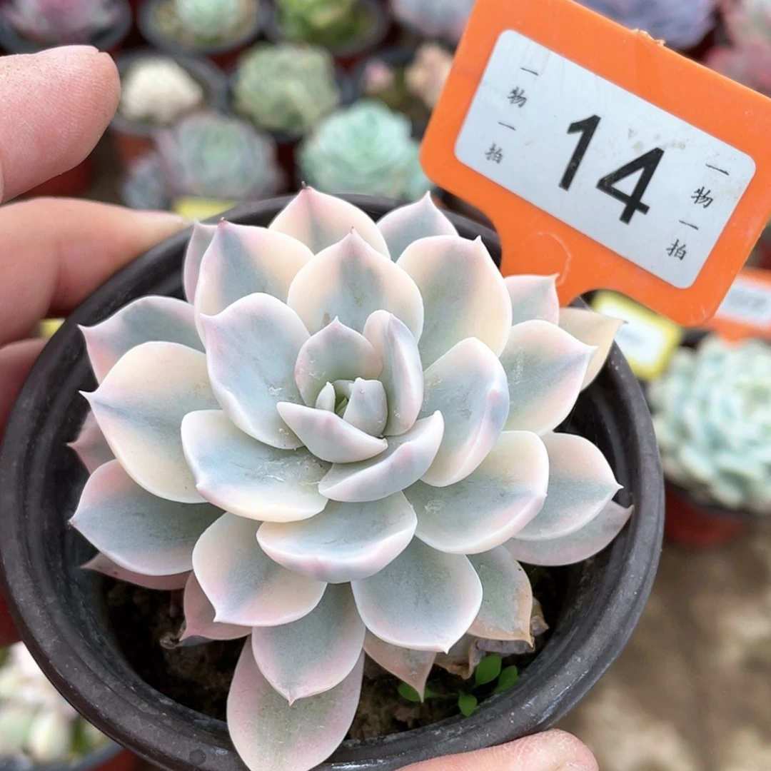 【闪购商品】14号的