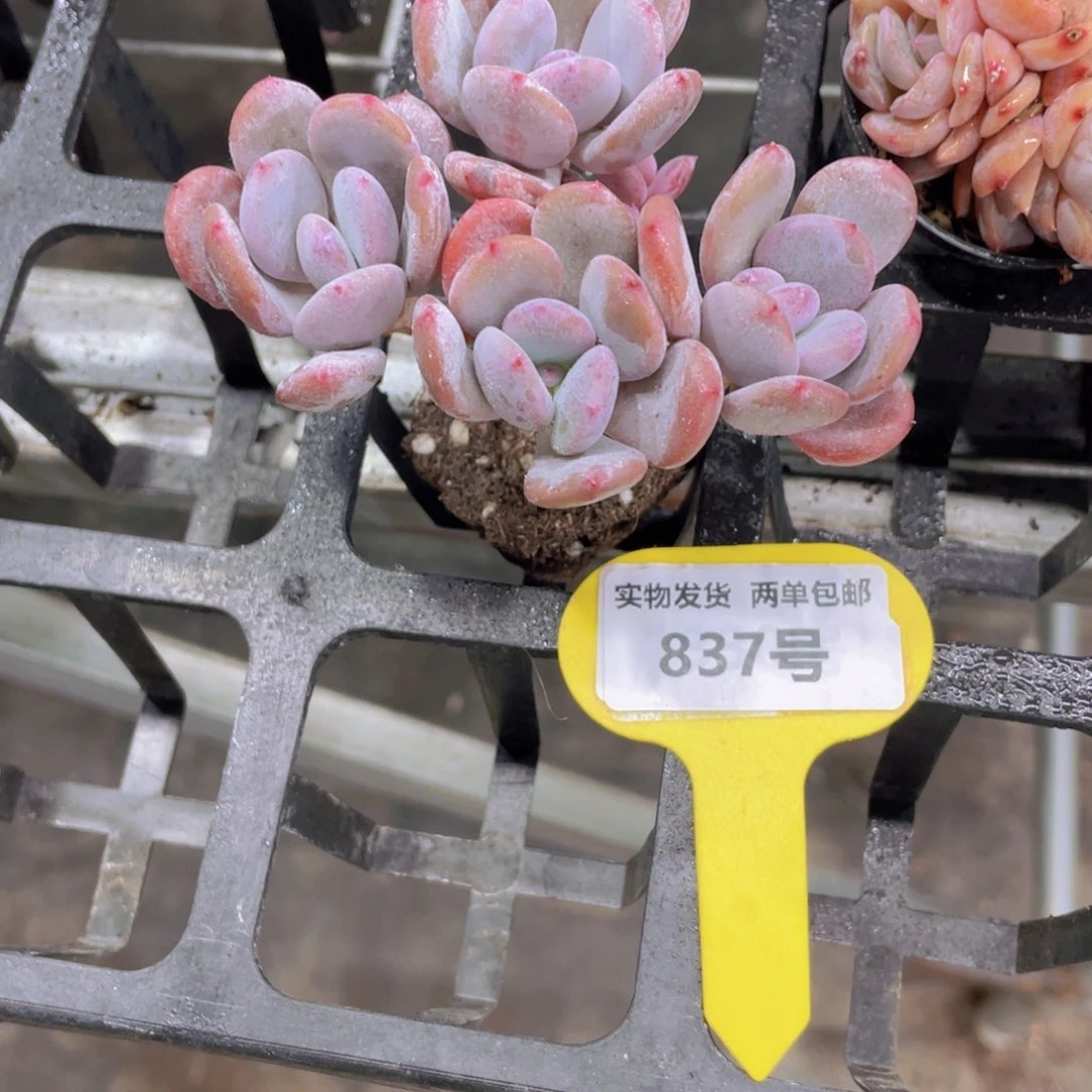 837号老桩灰姑娘群