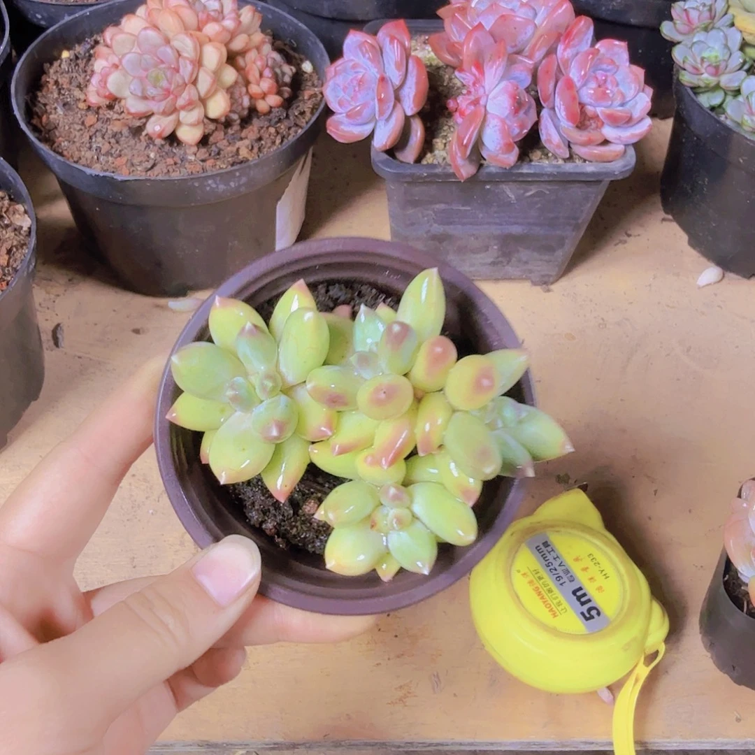 松果美人一物一拍