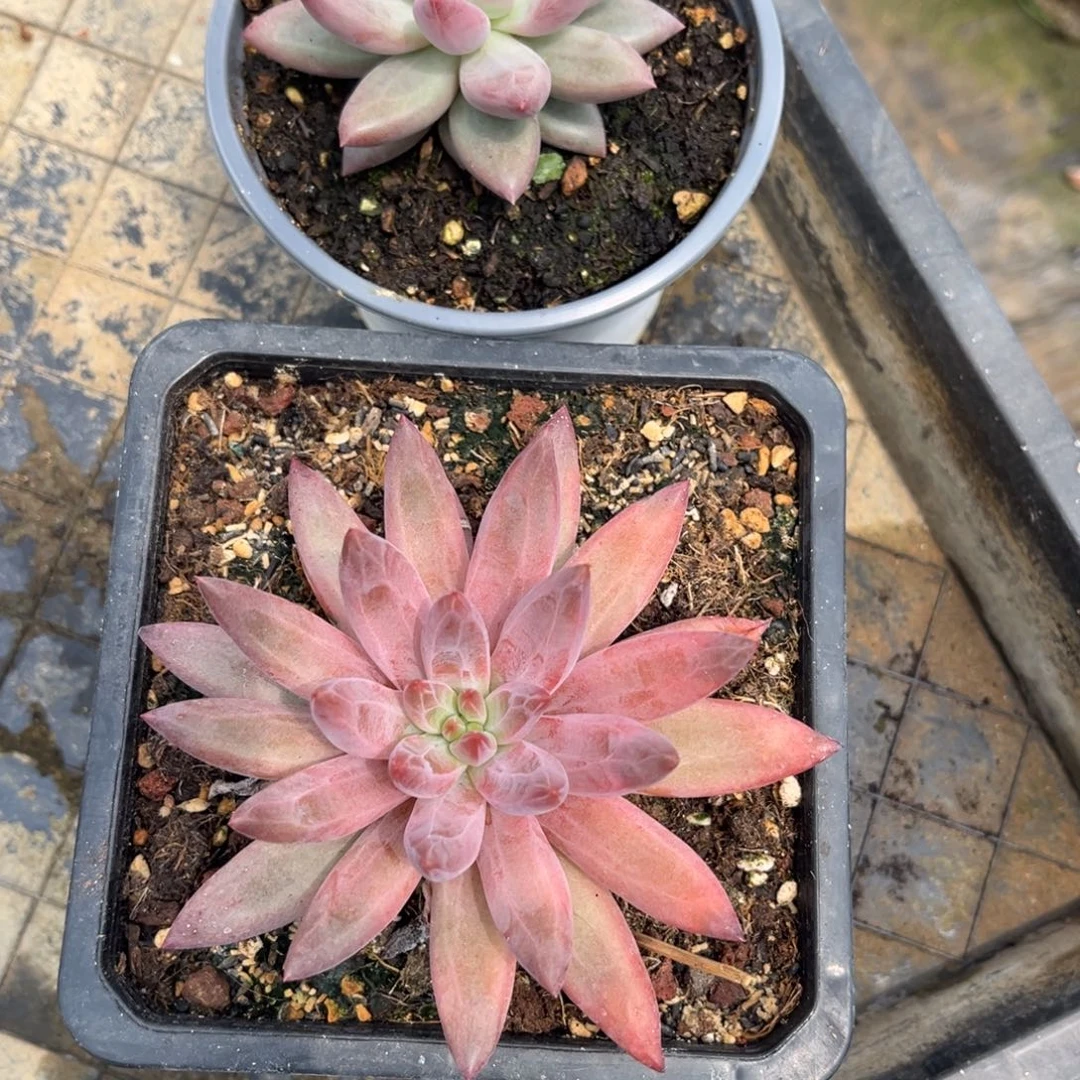 萌***菜多肉植物虞美人多肉