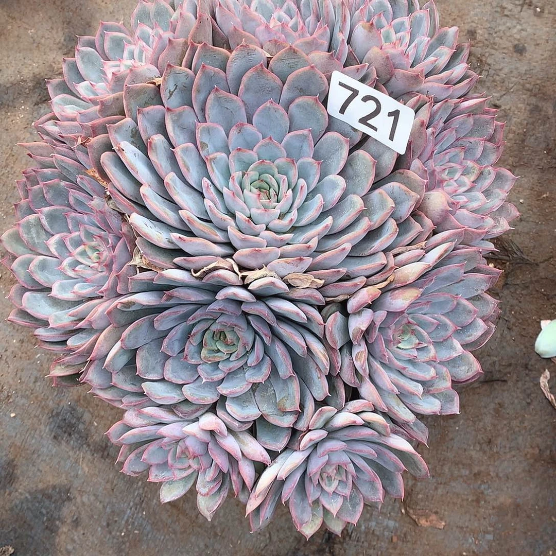 721猎户座 一物一拍多肉