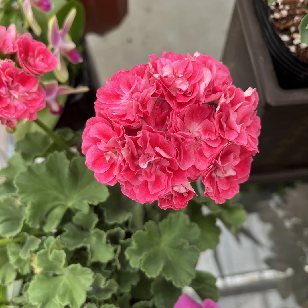 新疆包邮、重瓣大花天竺葵盆栽、四季开花好养花卉