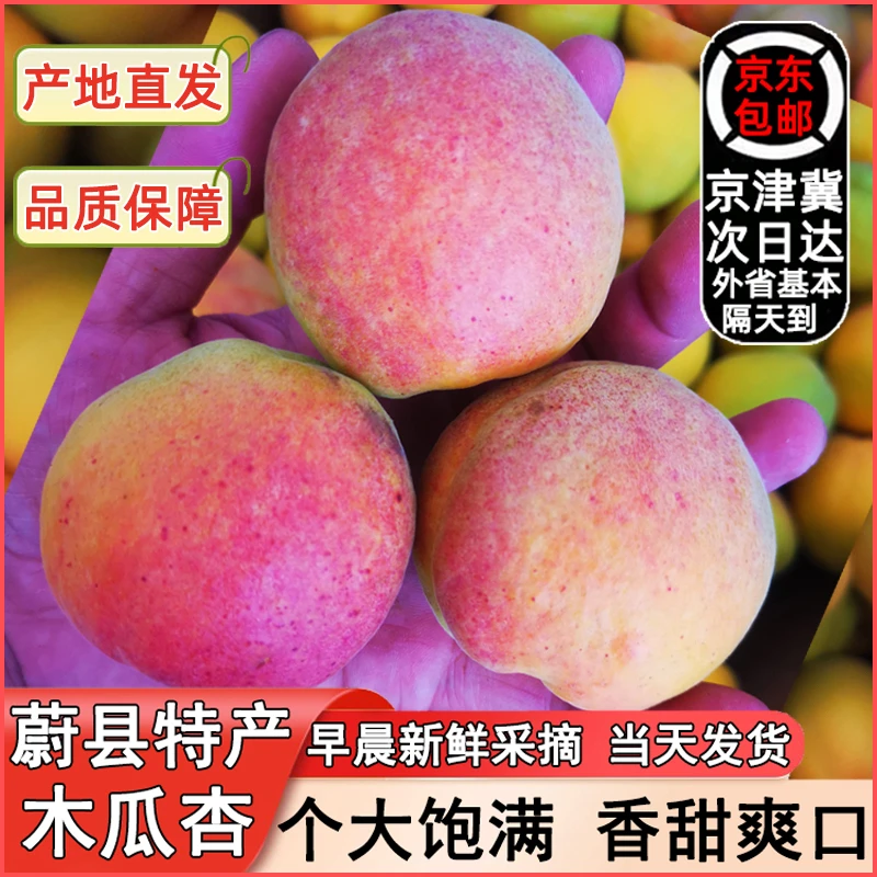蔚县木瓜杏鲜杏新鲜香甜河北特产农家采摘大黄杏酸甜产地直发芒果
