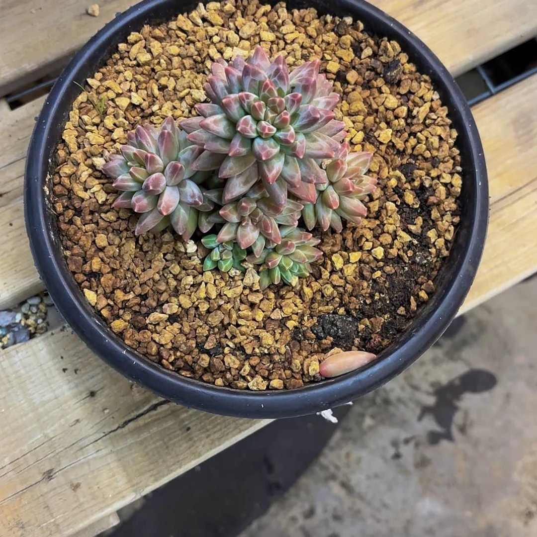 小小弟精品多肉钻石