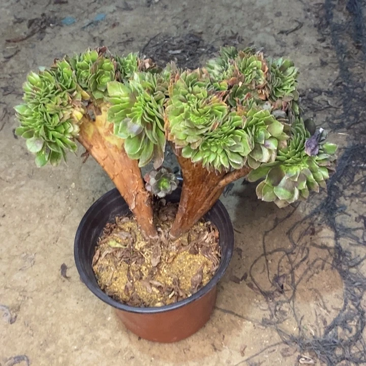 万缀15多肉植物法师法师