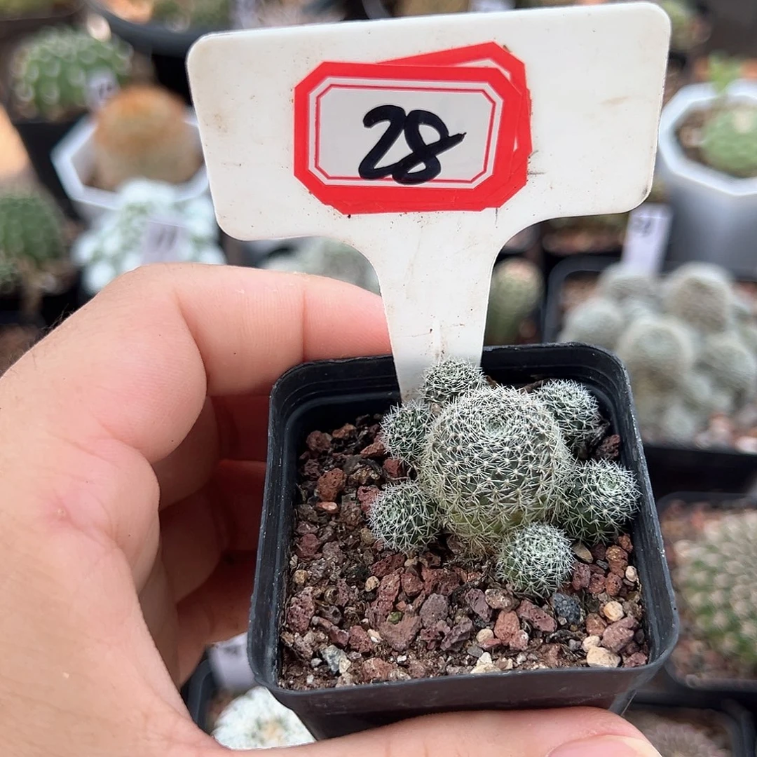 花***328往事多肉园仙人球往事