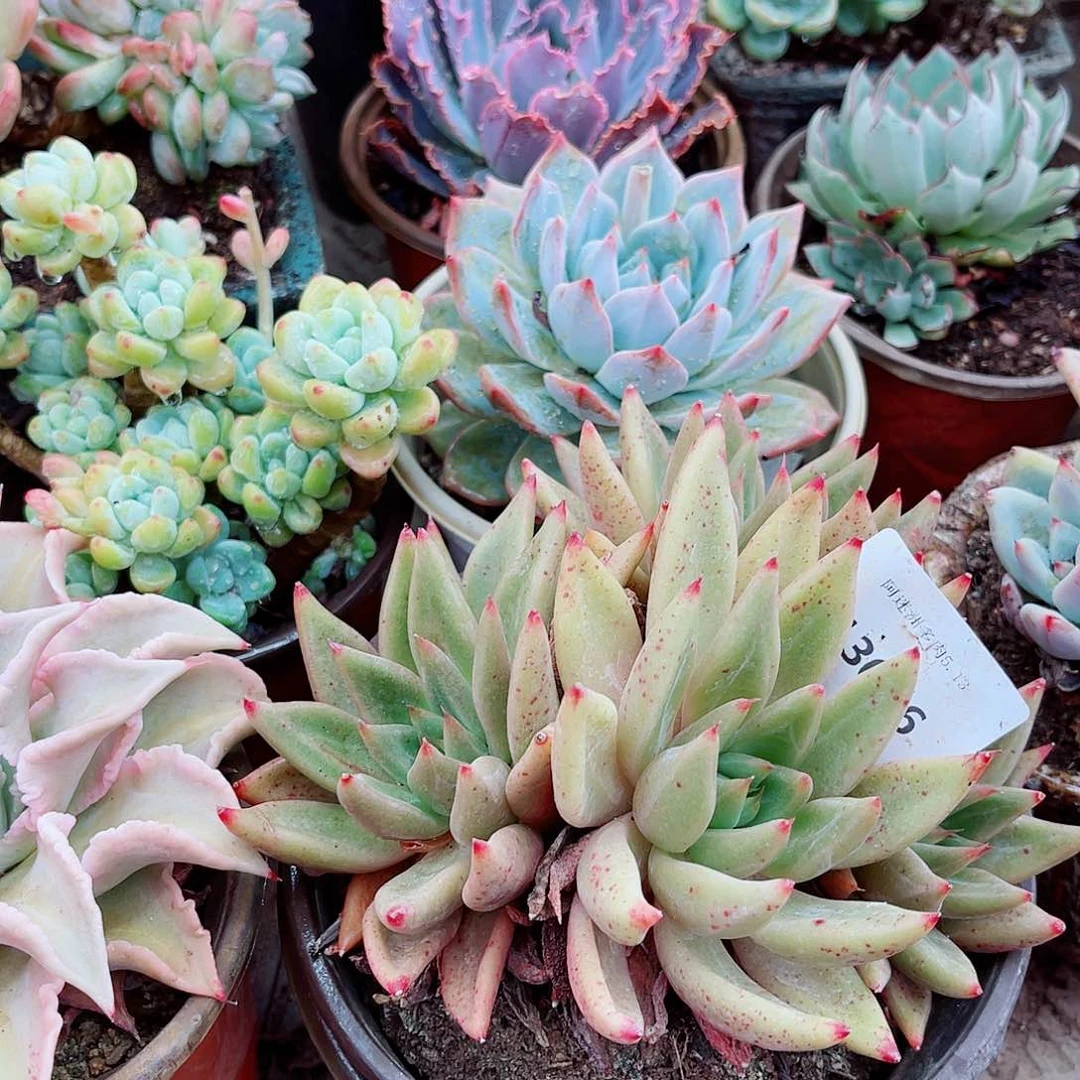 珠**合13086多肉植物一物一拍