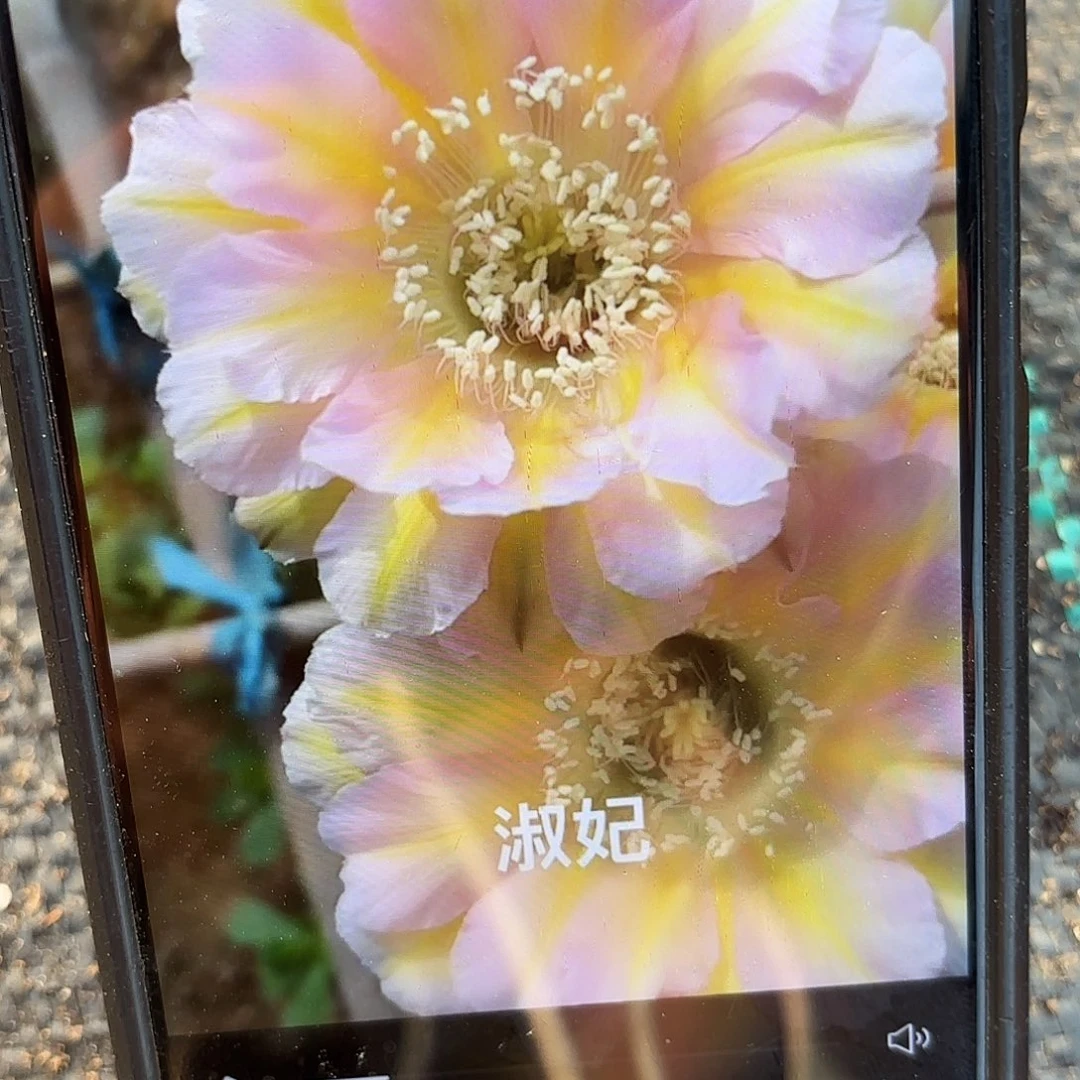带根淑妃彩侧牙20包邮