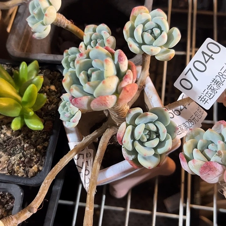 幸运的是你能给我们