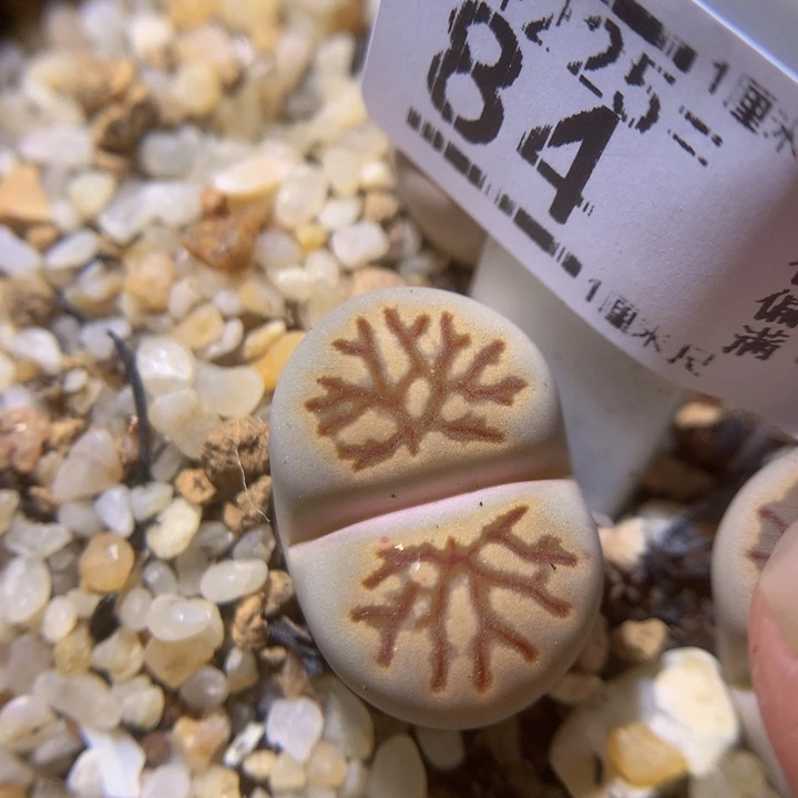 新年快乐呀225.84