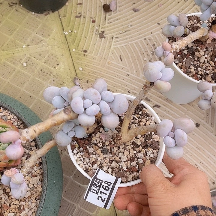 樱花奶2168多肉植物