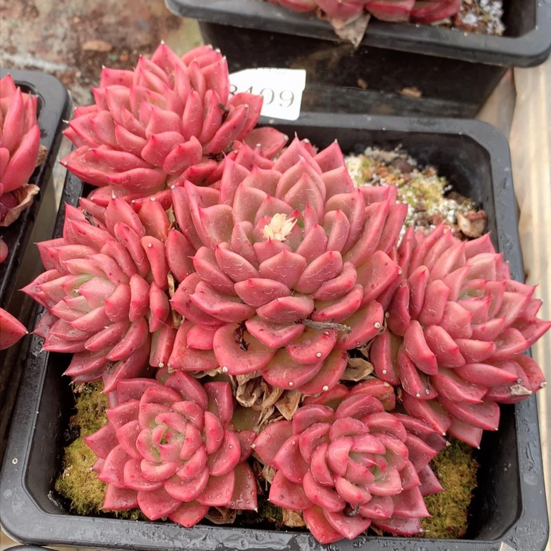 8409杂交多肉植物基地