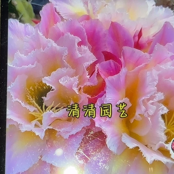 清清3-533侧牙瑕疵有黑点