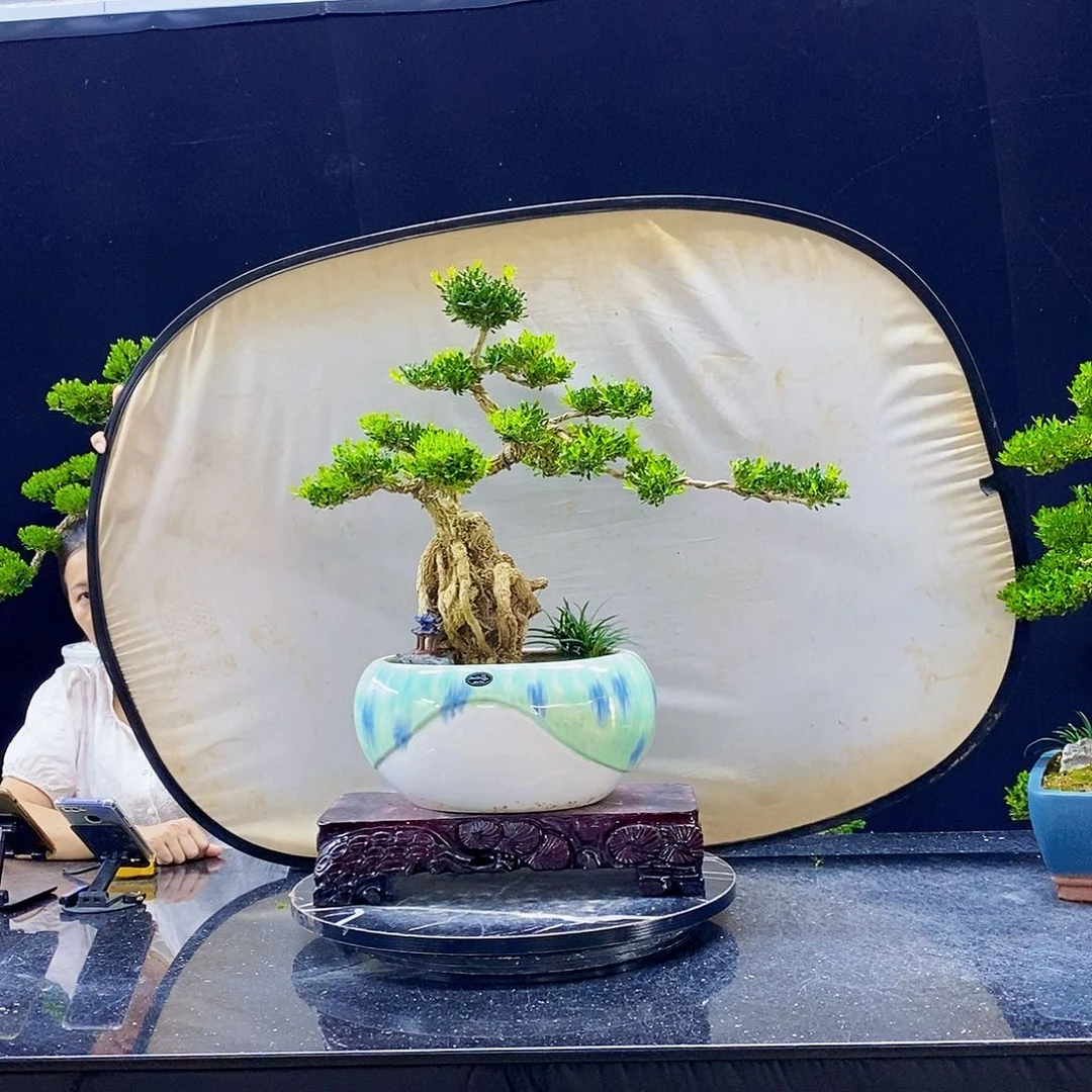 无花朵精品黄杨盆景