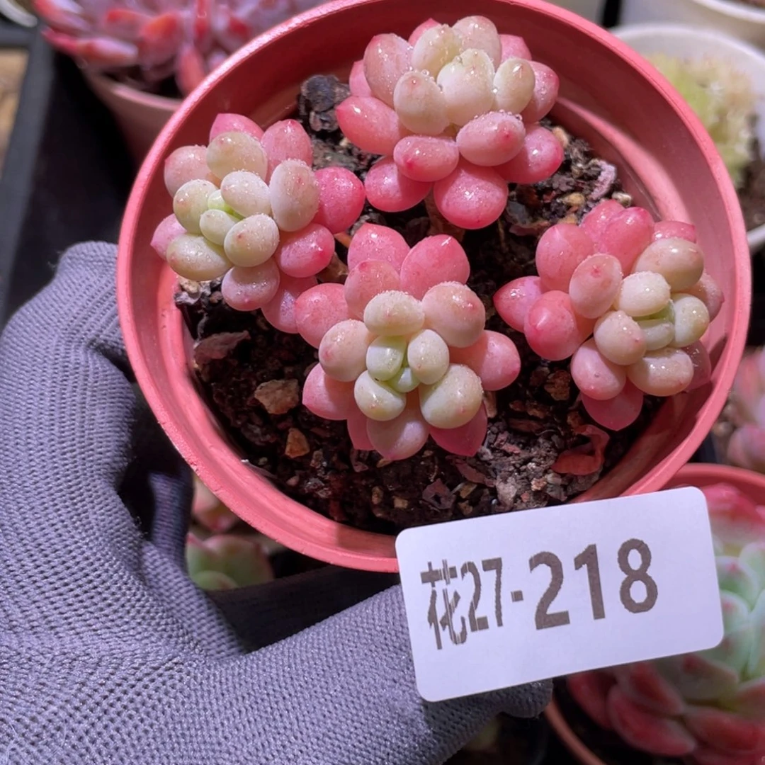 花利美27-218鱼子酱
