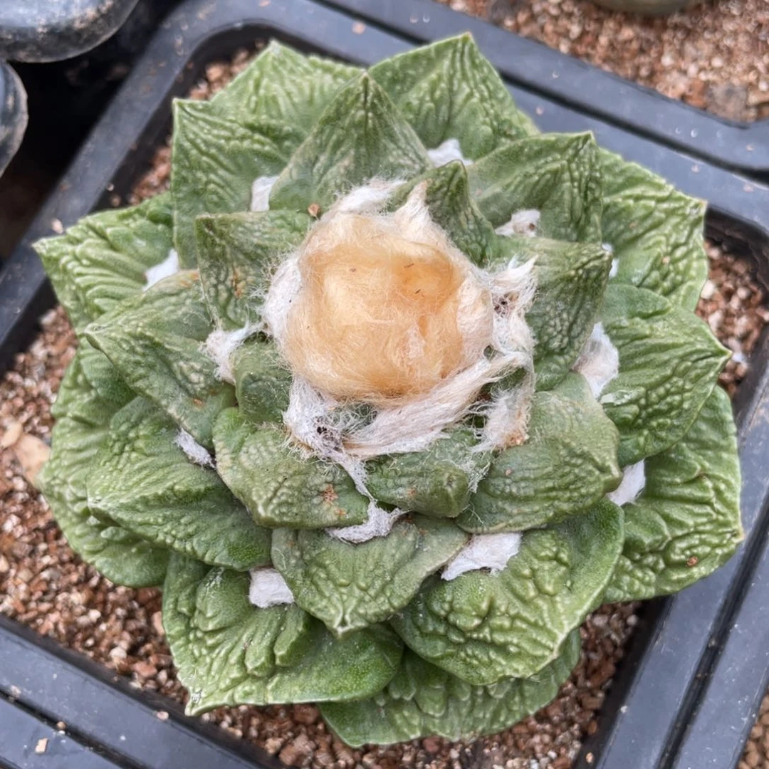 自根黄体锦 花怒牡丹锦