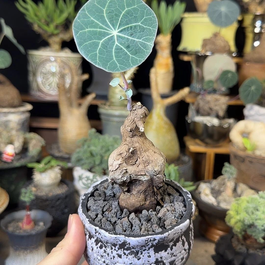 凯***克一物一拍老家一叶龟158