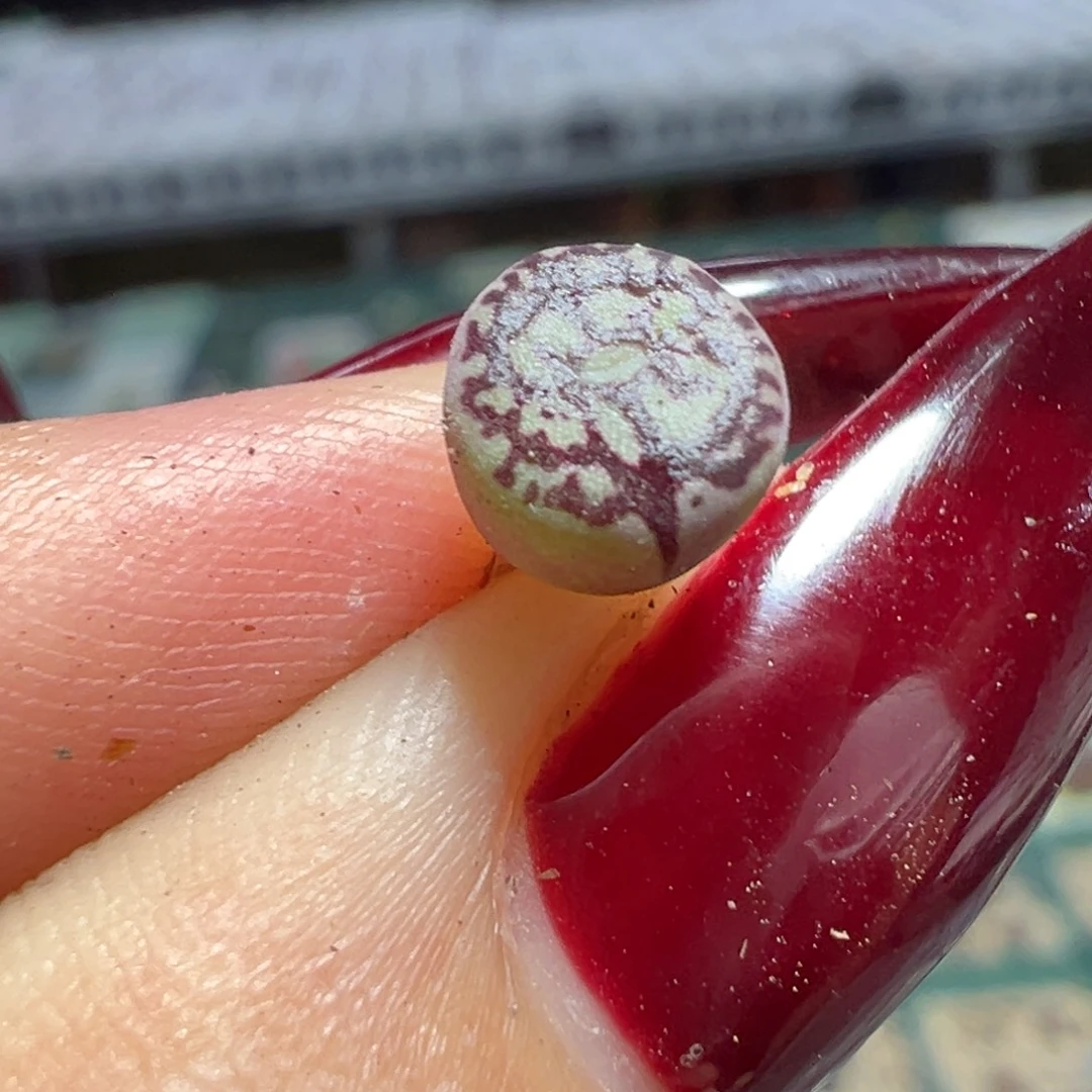 红纹墨墨多肉植物
