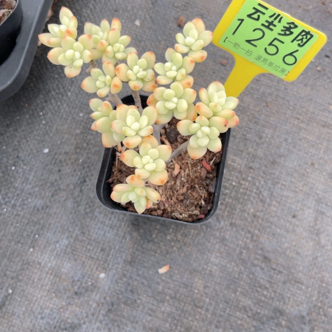 云尘多肉一物一拍1256