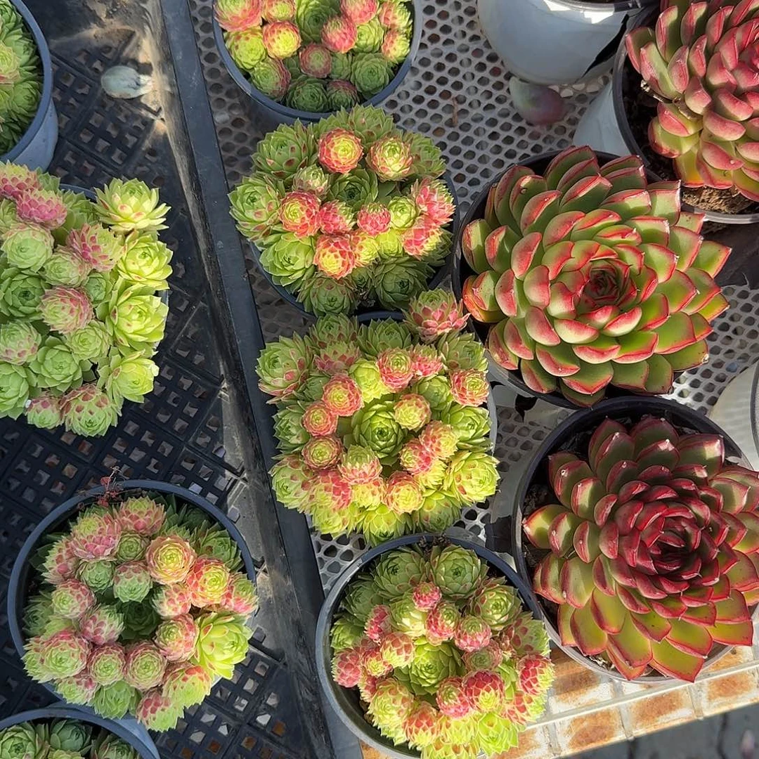 桔子球多肉植物精品