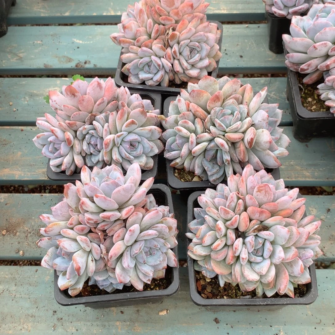 无花朵哈哈哈哈哈哈哈哈哈真实