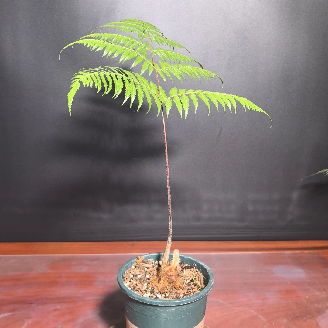 金毛狗蕨人工培育来源可溯室内茶桌办公室内客厅好养蕨类绿植