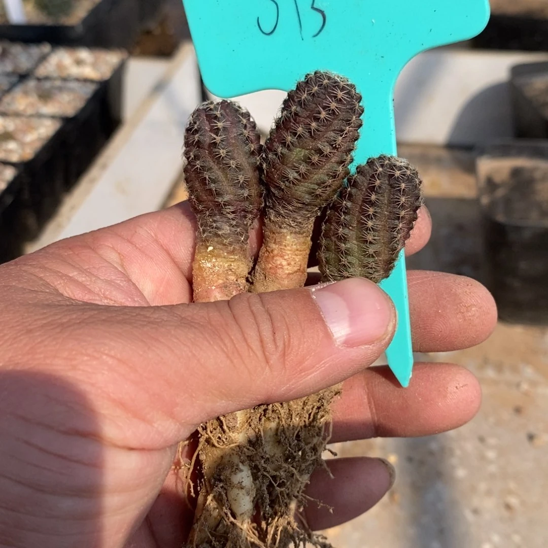 【闪购商品】013中间丽花