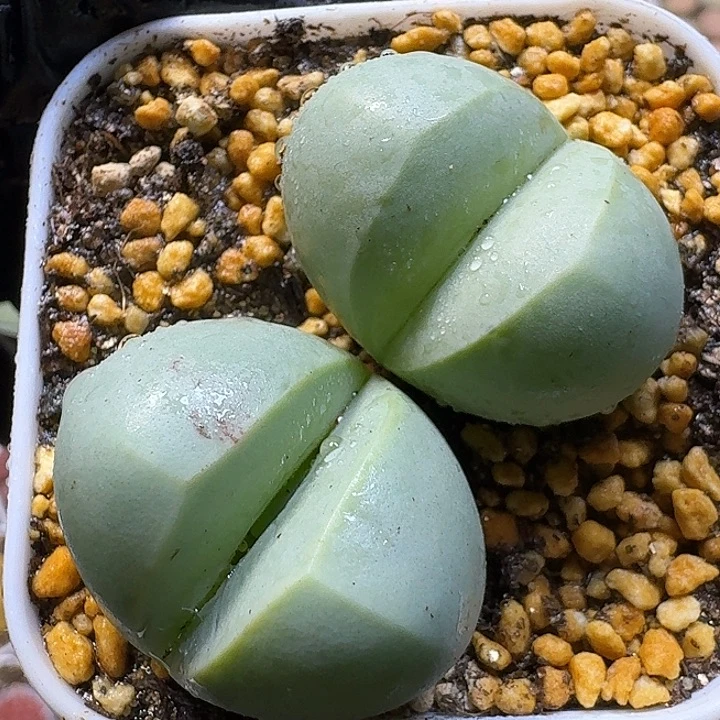 生石花1111111。  183