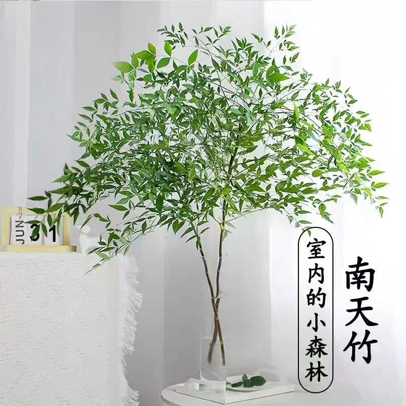 南天竹水培插花绿植盆栽客厅室内家居装饰办公桌面禅意马醉木平替