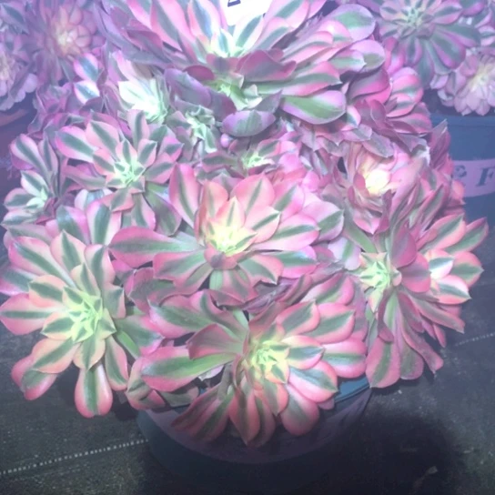 郭*杰多肉植物女巫204