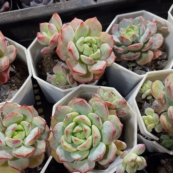 香草2.8带盆土发货