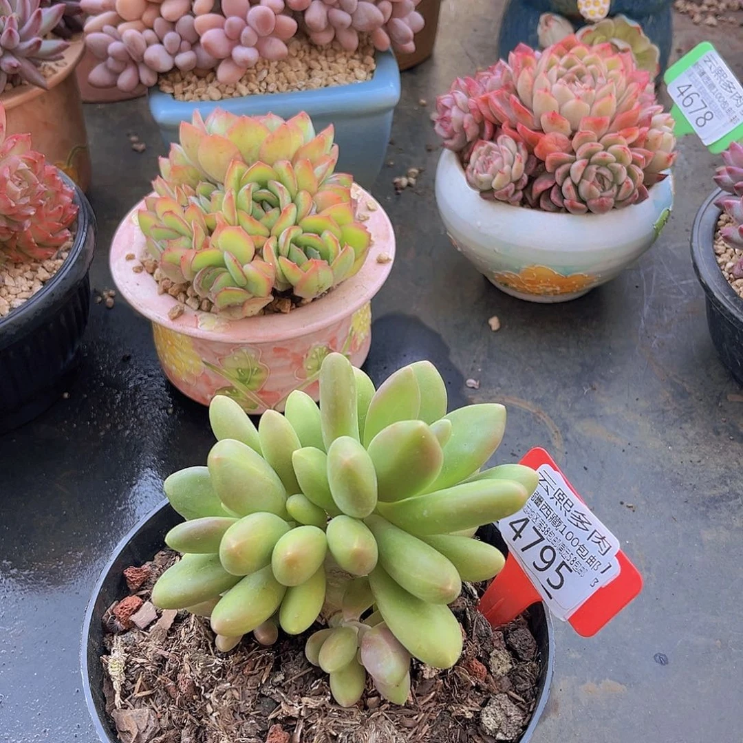 4795芒果奶多肉植物