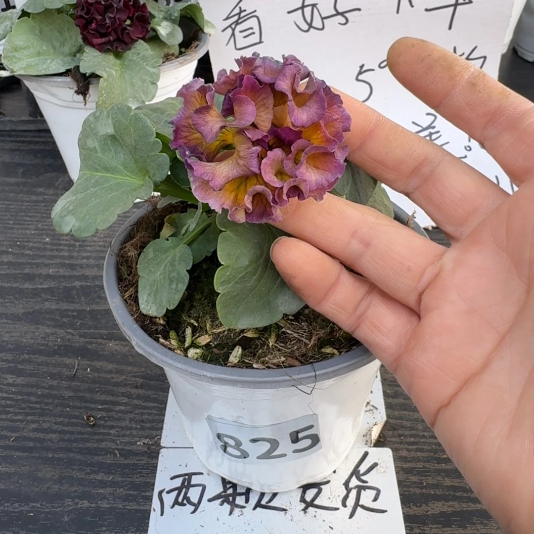 全部花朵825号洛可可