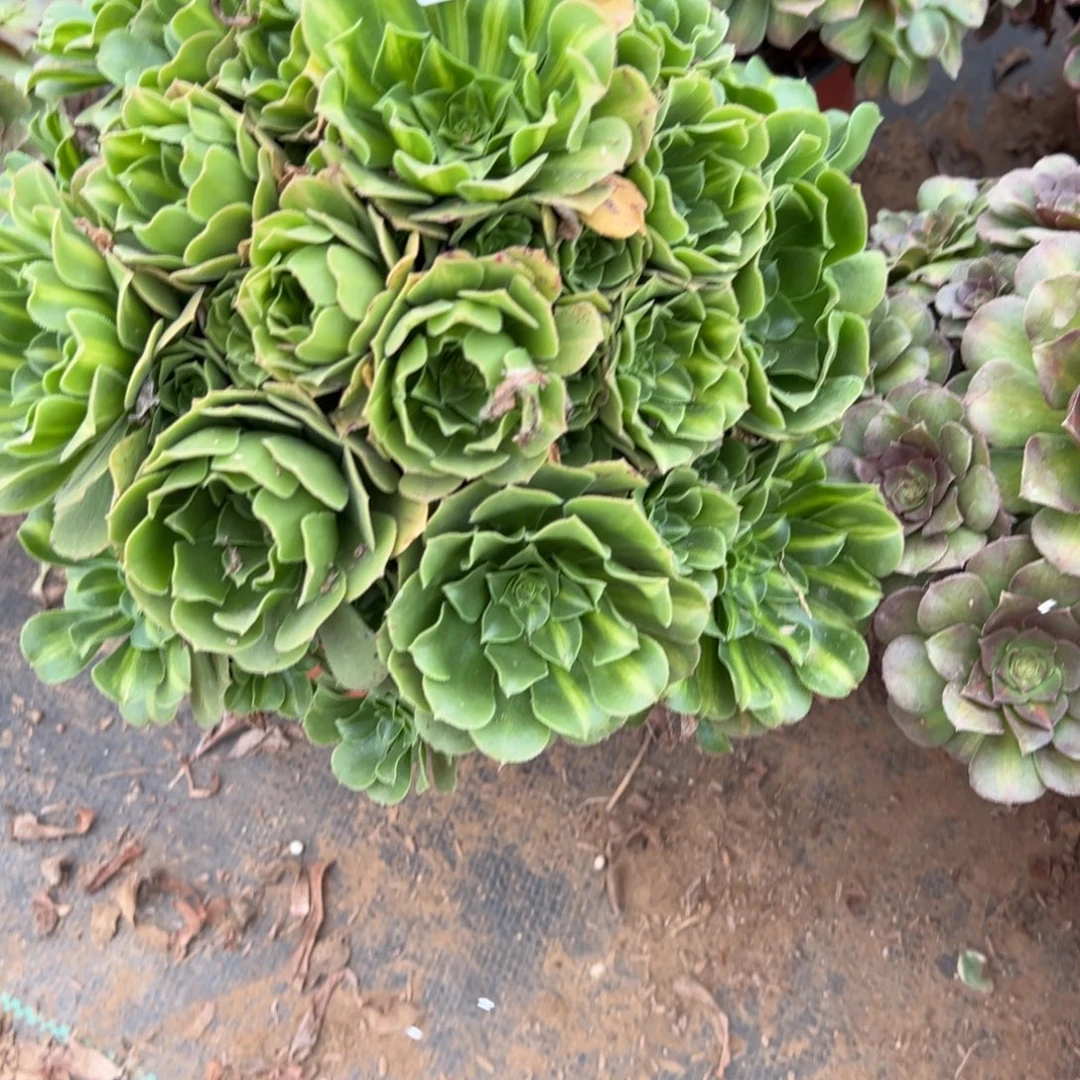 靓***尼595翡翠琉璃多肉植物法师