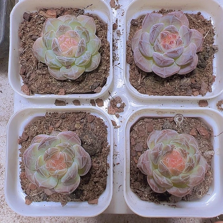 精品冰魄19包邮多肉植物