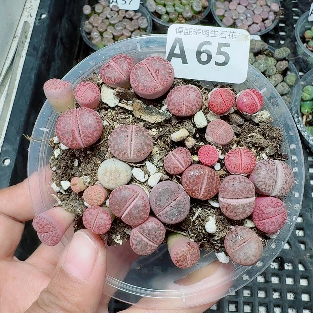 65多肉植物多肉植物