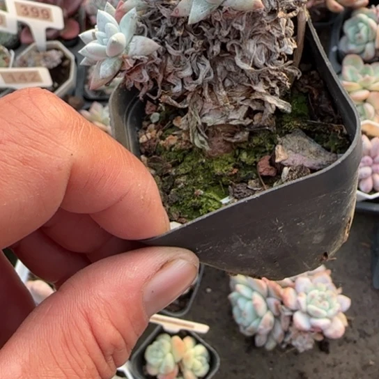 60白菊多肉植物多