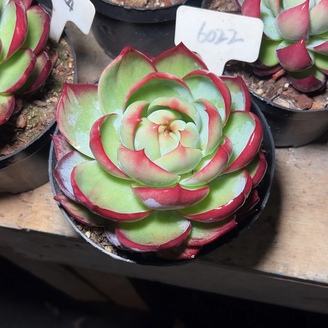 土***丝惊鸿仙子一物一拍6022号