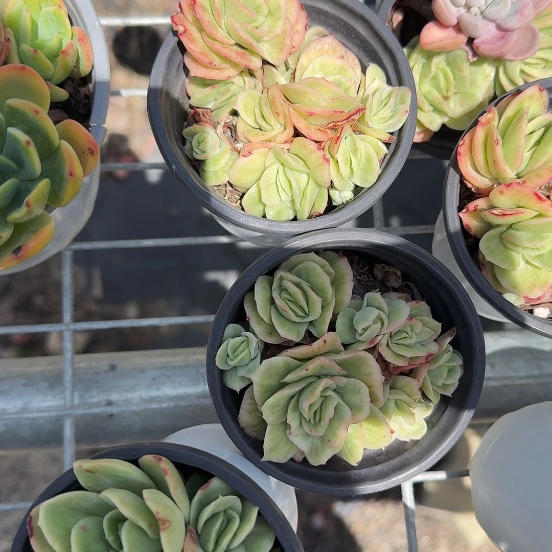 宝***贝两人冰玫瑰锦多肉植物