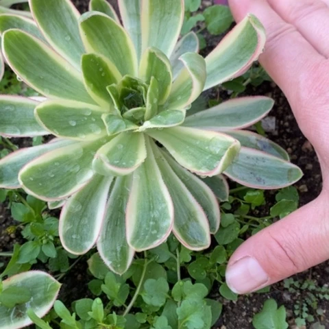 658青莲满25包邮多肉