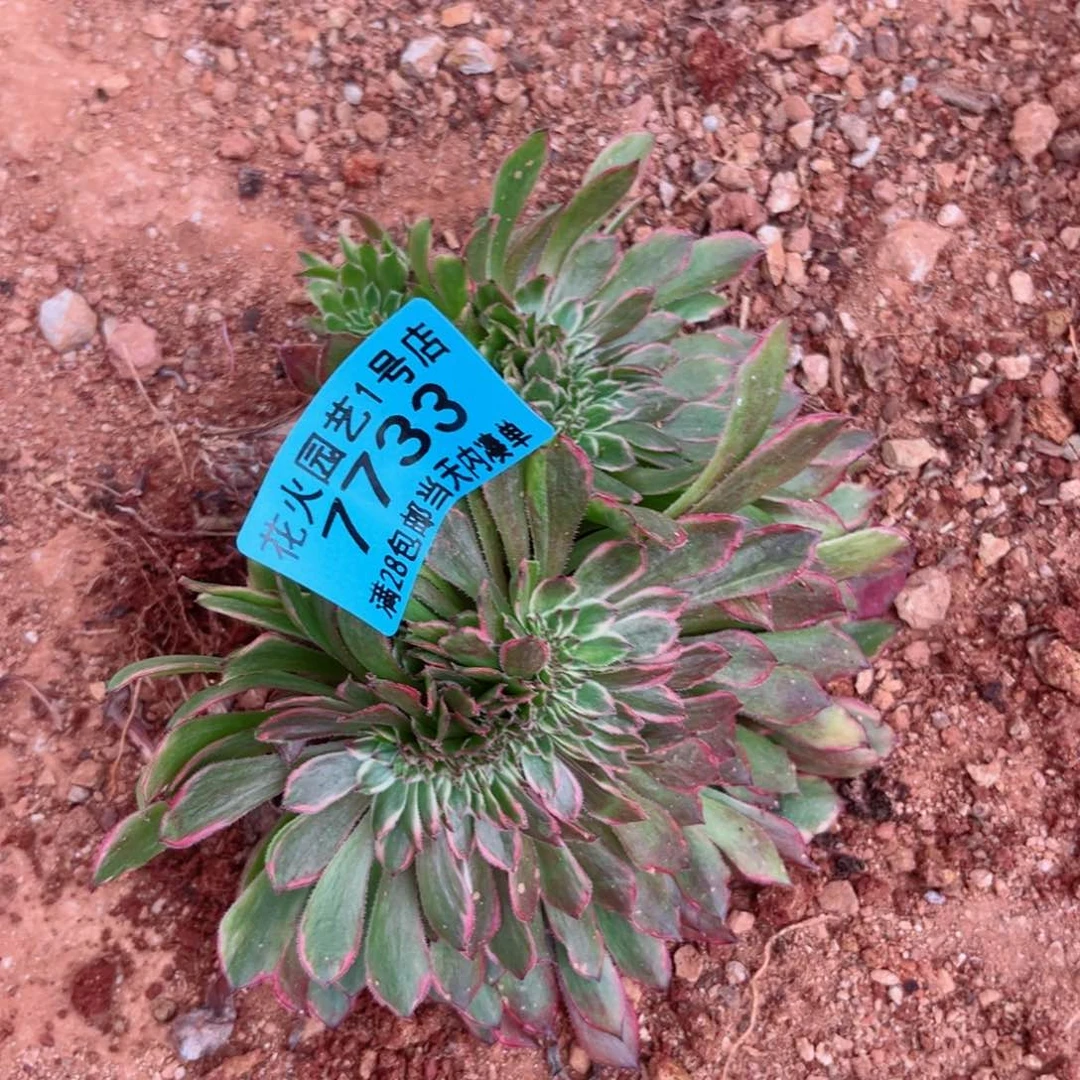 粉黛缀7733多肉植物