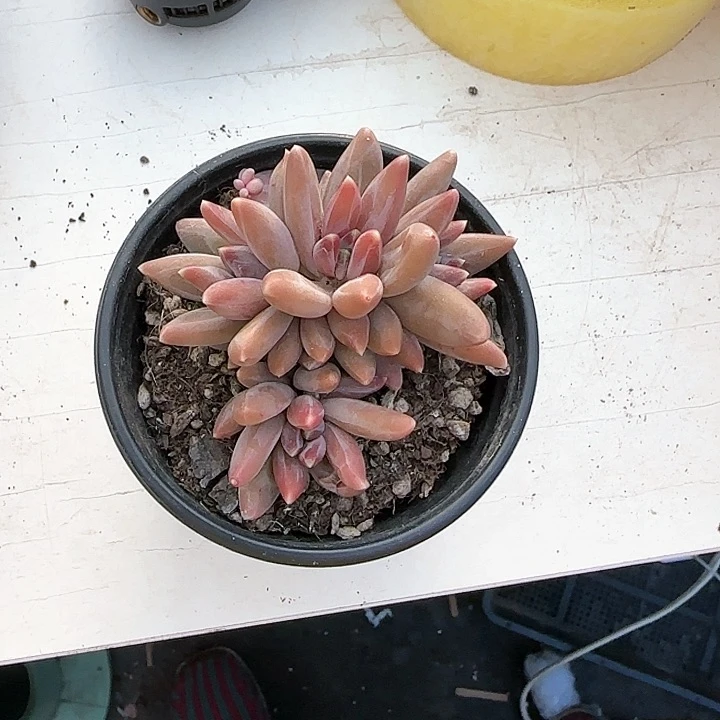 小***常青蛙王子儿童牙膏111