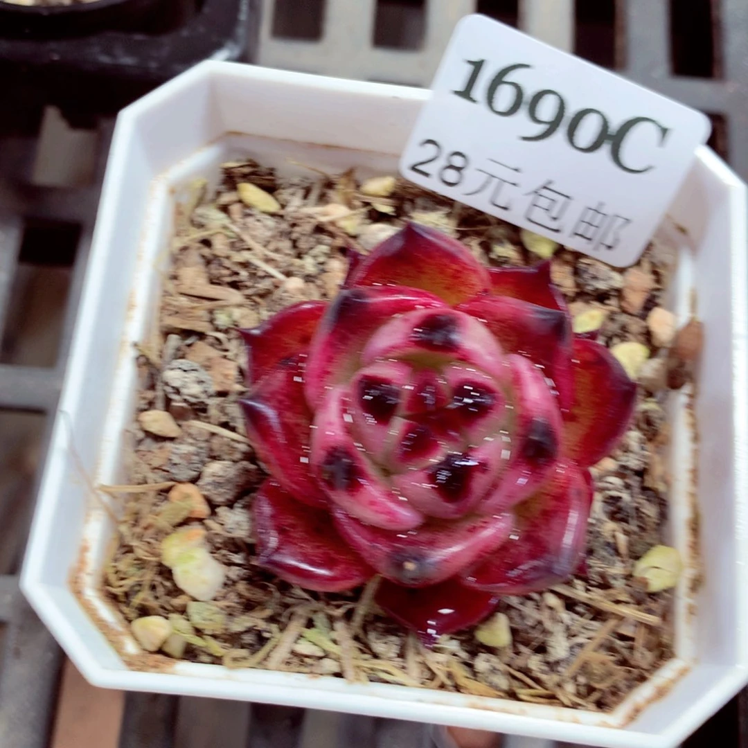 5厘米盆精控多肉1690